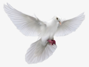 Christian Dove Png