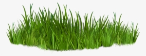 Clip Art Images Of Grasses 7 Png,grass Clipart - Grasses Clipart