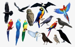 bird bird bird png format by chimonk on deviantart - all birds images png