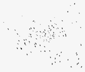 Birds, Black, And Png Image - Flock