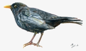 0309016 Blackbird British Garden Bird - British Bird Pencil Drawing