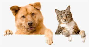 Cat And Dog Png Image - Domestic Cats And Dogs
