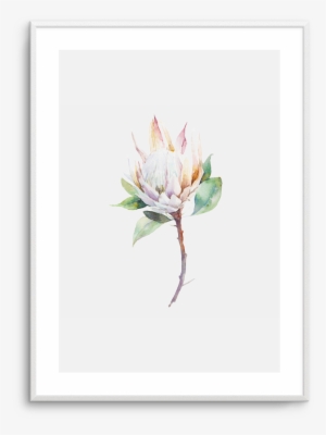Protea In Watercolour - Cool Botanical Canvas Wall Art Frame: Black