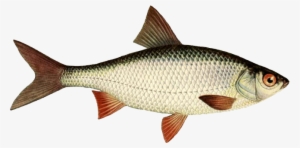 Fish Png