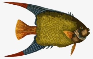 Angelfish Drawing Watercolor Painting Aquatic Animal - Fish