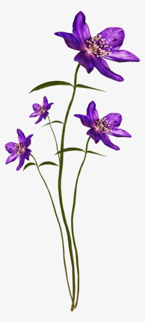 Bee Purplerain El144 - Iris Versicolor