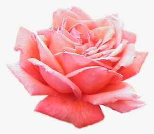 Extracted Pink Rose - Lavera Deodorant Spray 75 Ml 75 Ml