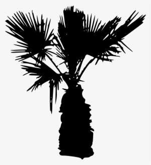 15 Palm Tree Silhouettes Png Transparent Background - Palm Tree Silhouette Png