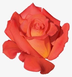 Orange Rose Png Clipart