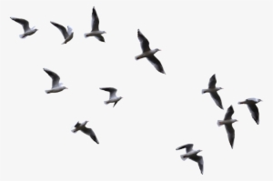 Image - Seagulls Flying Transparent Background