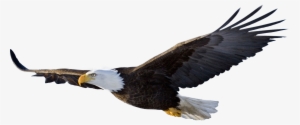 Bald Eagle Png Transparent Free Images - Flying Eagle Png