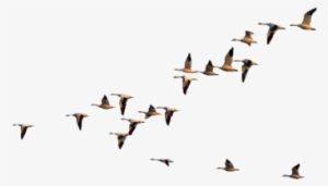 Birds Flying Ii By Geosammy - Birds Flying Png Transparent