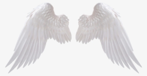 angel wings png download image - angel wings png
