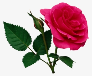 Valentine Rose Png Collection - Rose Flower Png File