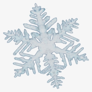 Snow Flake - Sitka Spruce