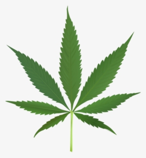 Visit - Cannabis Leaf