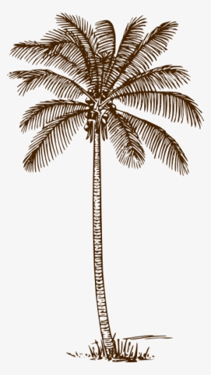 Palm Tree Clip Art - Line Drawing Of Palm Tree