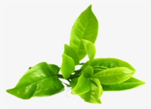 Green Tea Png Image - Green Tea Leaves Png