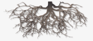 Scientific Medical Communications Agency - Tree Roots Png Transparent