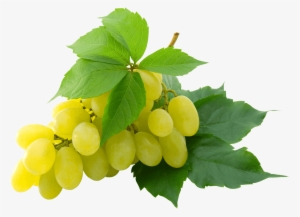 A Grape Is A Fruit, Botanically A Berry, Of The Deciduous - White Grapes Png