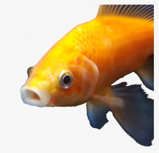 Goldfish - Dank Goldfish