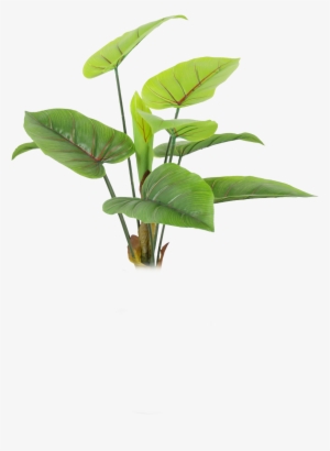 Nature Lovely Png Photo - Plants