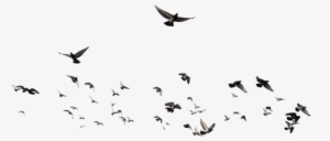 Dove Animal,flocks Of Birds - Flock Of Birds Psd