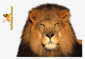 Free Icons Png - Lion Png