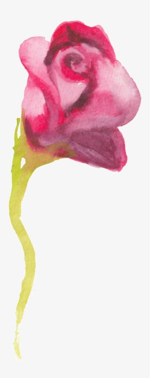 This Graphics Is Ink Red Rose Transparent Decorative - Watercolor Painting