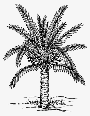 This Free Icons Png Design Of Sago Palm