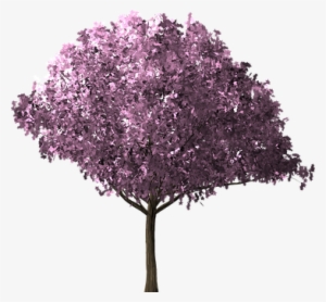 Cherry Blossom Tree, Cherry Blossom - Arbol Cerezo Png