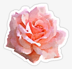 Tumblr Png Summer Graphic Black And White Stock - Pink Roses Watercolor Png