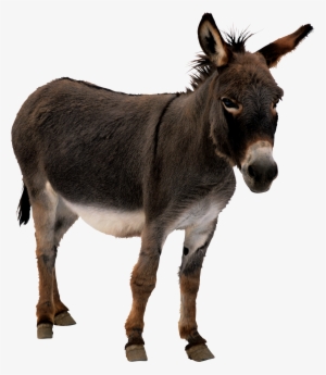 Donkey Png