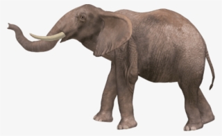 Elephant Png Pic - Elephant Png