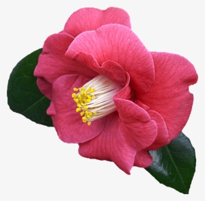 Download - Camellia With Transparent Background