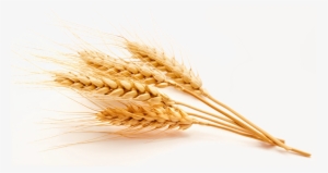 Wheat Vector Free Png High Quality Image - Emmer