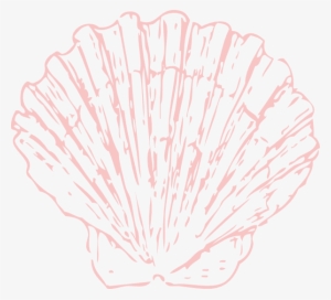 Picture Library Stock Seashell Sea Pinterest Clip Art - Line Drawings Of Shells