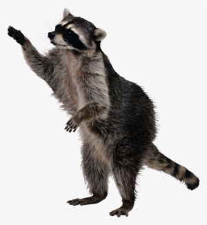 Raccoon Png - Real Life Sly Cooper