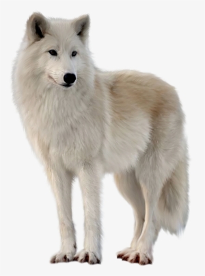 Png Imges Free Download - Canadian Eskimo Dog Wolves