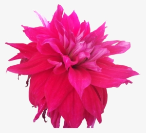 Dark Pink Flowers Tumblr Hd Images 3 Hd Wallpapers - Dahlia