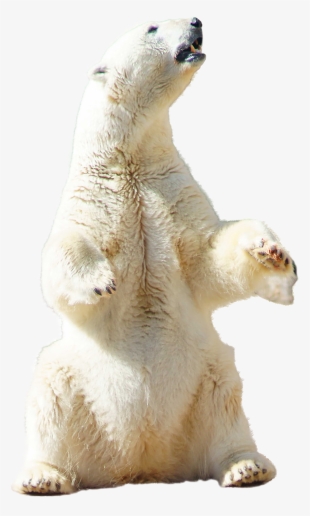 polar bear sitting - polar bear standing png transparent