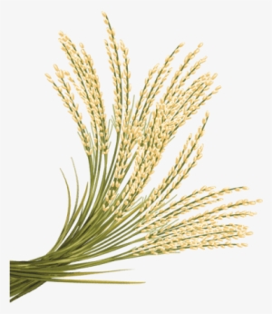 Free Png Rice Png Images Transparent - Rice Plant Png