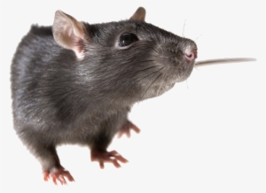 Rat Png Pic - Cute Rat Png