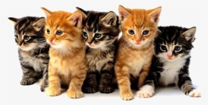 Feline Panleukopenia Virus Vetlife - Cats And Kittens Png