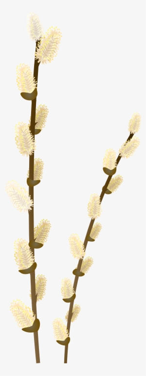 Pussy Willow Branch Clip Art