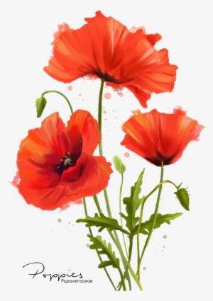My Flowers Poppies Watercolor Painting By Kajenna - Poppy Watercolor