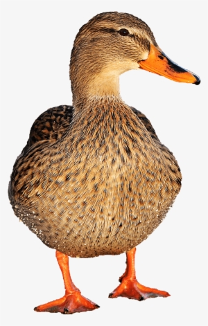 Animals - Ducks - Duck Png