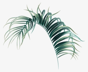 Palm Leaf Png - Leaf
