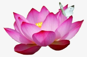 Pink Lotus Png Flower - Most Beautiful Lotus Flower