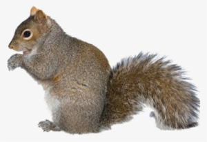 Squirrel With Arms Out Png - Gray Squirrel Png